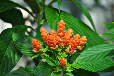Aphelandra - Aphelandra
