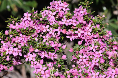 Boronia - Boronia