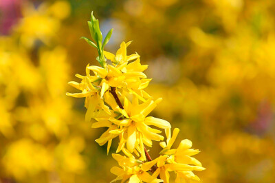 Ginestra - Ginestra