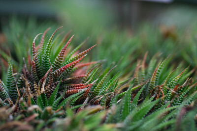 Haworthia - Haworthia