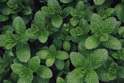 Menta Mojito - Menta-Mojito