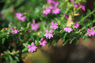 Cuphea Hyssopifolia - Pianta-Cuphea-Hyssopifolia