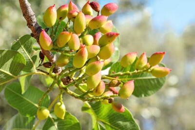 Pistacchio - Pistacchio-sito