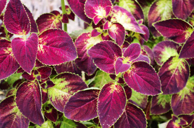 Plectranthus - Plectranthus