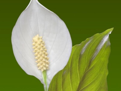 Spathiphyllum - Spathiphyllum