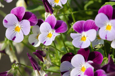 Viola del pensiero - Viola-del-pensiero