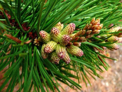 Abete - abete