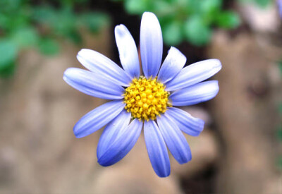 Agatea - agatea1