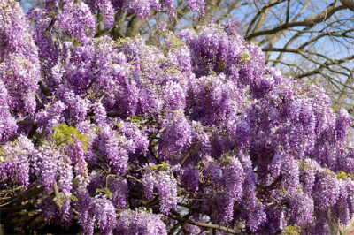 Albero del Glicine - albero-glicine