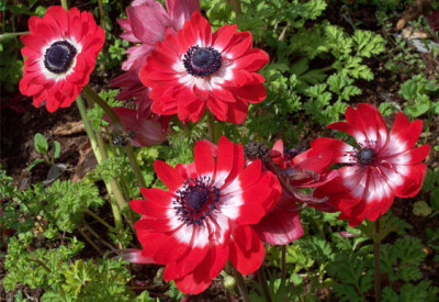 Anemone - anemone-scelte-per-te-giardino