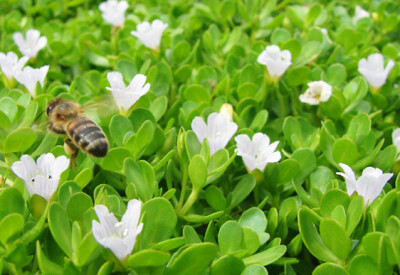 Bacopa - bacopa-scelte-per-te