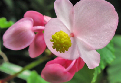 Begonia - begonia