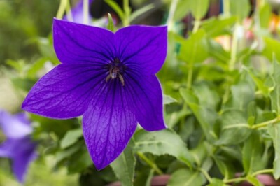 Campanula Grandiflora - campanula