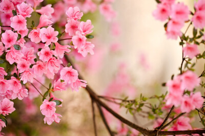 Rododendro - consigli-di-flora-rododendro-azalea