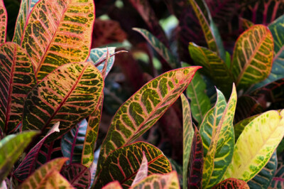 Croton Petra - croton-petra-1