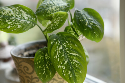 Dieffenbachia - dieffenbachia