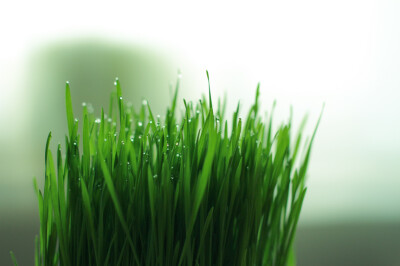 Cyperus zumula - erba-gatta