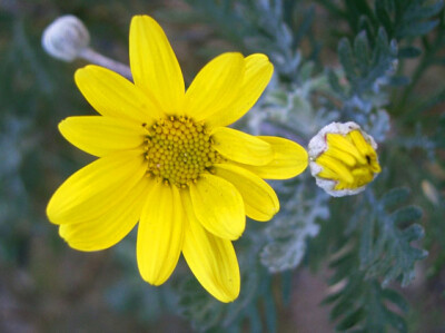 Euryops - euryops-scelte-per-te-giardino
