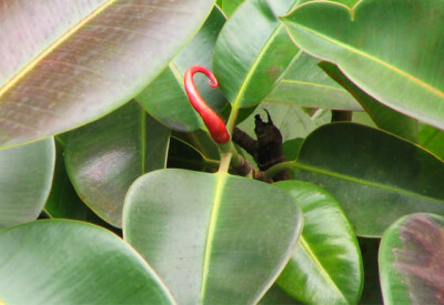 Ficus Robusta - ficus-robusta-scelte-per-te-conad