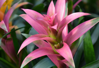Guzmania - guzmania