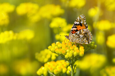 Elicriso - helichrysum-italicum