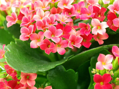 Kalanchoe - kalanchoe