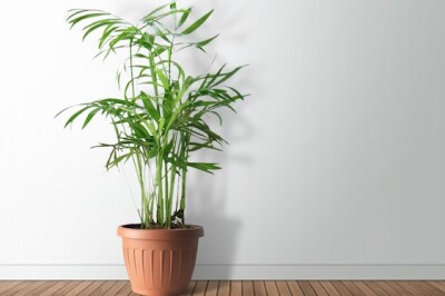 Kentia - kentia
