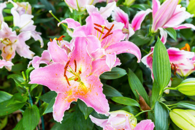 Lilium orientale - lilium-orientale