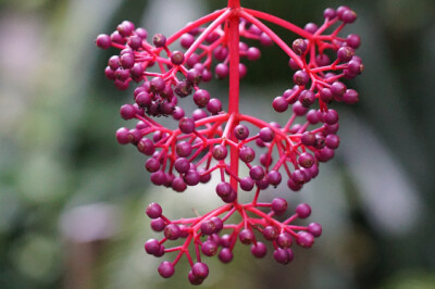 Medinilla - medinilla-1154429