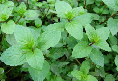 Menta Piperita - menta-piperita-scelte-per-te