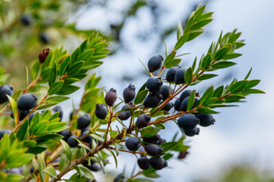 Mirto - mirto
