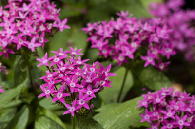 Pentas - pentas