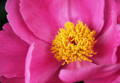 Peonia - peonia-scelte-per-te