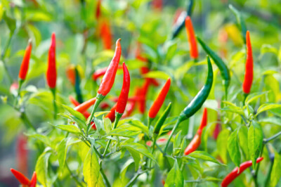 Pianta del Peperoncino - peperoncino-pianta