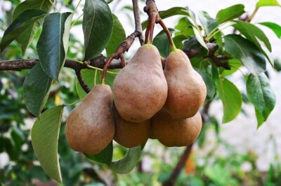 Pero - pero-albero