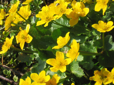 Ranuncolo - ranuncolo-scelte-per-te-giardino