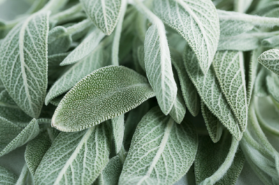 Salvia - salvia