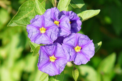 Solanum - solanum-scelte-pre-te