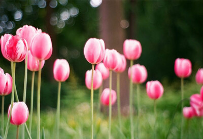 Tulipano - tulipano