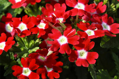 Verbena - verbena-scelte-per-te